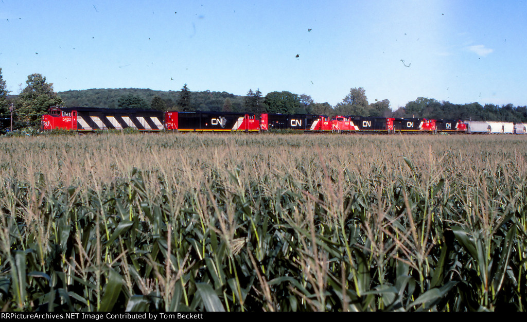 41T in the corn